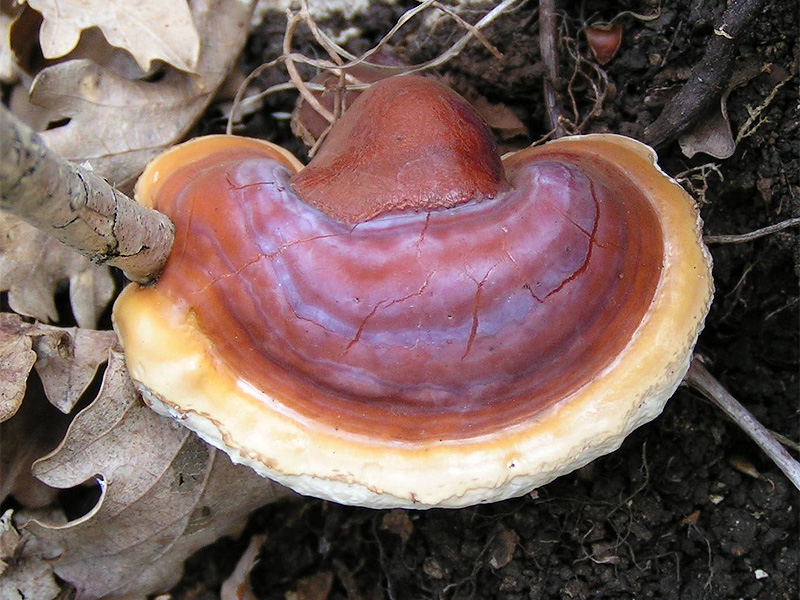 Reishi Mushroom.jpg